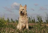 BOUVIER DES ARDENNES 218